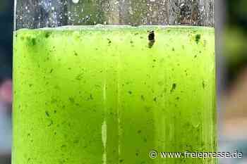 Erneut Gefahr: Blaualgen in der Talsperre - freiepresse.de