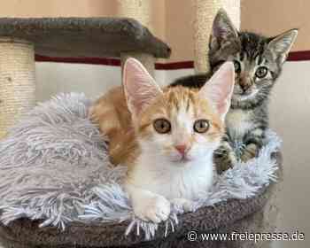 Tierische WG in Mittweida: Wo sich vier Frauen um 25 Katzen kümmern - freiepresse.de