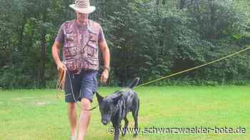 »Corona-Hunde« - Was tun, wenn die Sozialisierung ins Wasser gefallen ist? - Schwarzwälder Bote