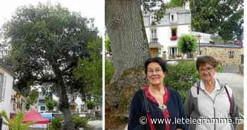Morlaix - Au cœur de Locquénolé réside un arbre de la liberté bicentenaire - Le Télégramme