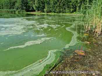Blaualgen im Madlower See in Cottbus festgestellt - NIEDERLAUSITZ aktuell