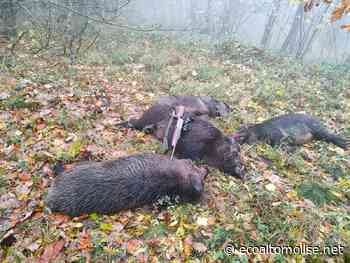Cinghiali in Molise: disco verde all'abbattimento dell'80 per cento dei capi - L'Eco dell'Alto Molise e Alto Vastese