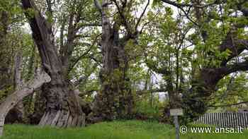 Ricalcolata età del Castagno dei Cento Cavalli, ha 2.200 anni - Terra & Gusto - Agenzia ANSA