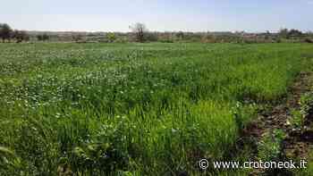 Istituita a Crotone la sezione territoriale del lavoro agricolo di qualità ~ CrotoneOk.it - CrotoneOK.it