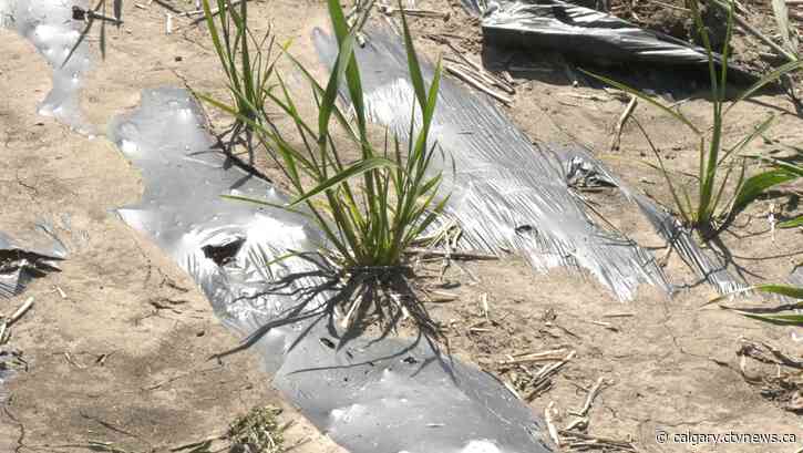 Researchers attempt to grow rice in Alberta