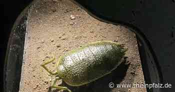 Ausstellung „Expedition Erde“ geht digital weiter - Speyer - Rheinpfalz.de