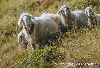 Rund 19.000 Schafe weiden auf Osttirols Almen - dolomitenstadt - Dolomitenstadt.at