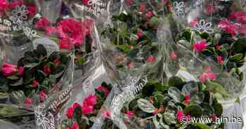 Gemeente zkt vrijwilligers voor azaleaverkoop Kom Op Tegen Kanker - Het Laatste Nieuws