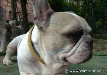 Truffatori in casa di un'ottantenne a Samarate, il cane li mette in fuga - varesenews.it