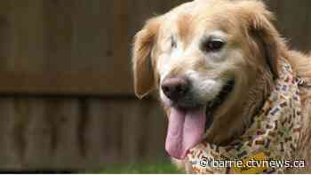 Animal protection groups left scrambling ahead of import ban