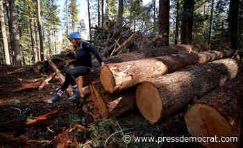 Logging in the Jackson Demonstration Forest still on hold during removal of trees cut last year - The Santa Rosa Press Democrat
