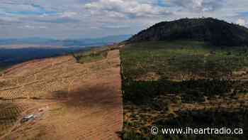 Global forest area dropped 60% per capita since 1960: study - iHeartRadio.ca