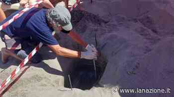 Tartaruga Caretta Caretta, deposte uova tra gli ombrelloni a Massa: spiaggia isolata - LA NAZIONE