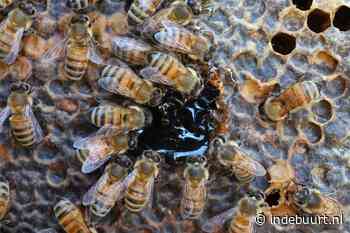 Wespen in Schiedam: 'Probeer ze niet zelf weg te halen' - indebuurt
