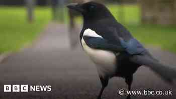 Mike the rescued magpie retires to aviary