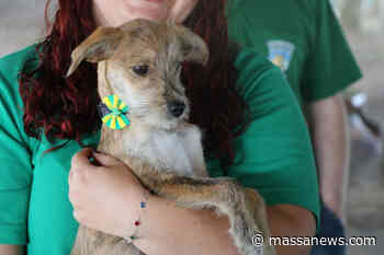 Pinhais terá feira de adoção de cães e gatos neste sábado - Massa News