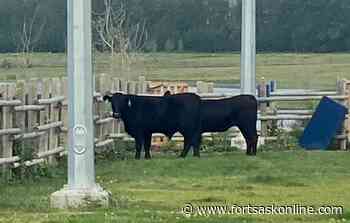 Cows escape nearby farm, end up in Fort Saskatchewan dog park - FortSaskOnline.com