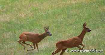 In der Brunftzeit ticken Rehe anders - Kreis Kaiserslautern - Rheinpfalz.de