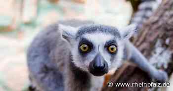ZAK und Zoo kooperieren bei der Umweltbildung - Kaiserslautern - Rheinpfalz.de