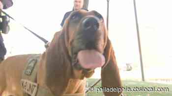 Gloucester County K9 Finds 3 Lost Boys In Magnolia Woods: ‘The Whole Neighborhood Was Looking For Us’ - CBS Philly