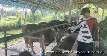 Bali foot and mouth disease not feared - Gloucester Advocate