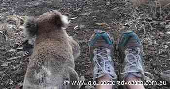 Koala habitat workshop at Barrington Hall - Gloucester Advocate