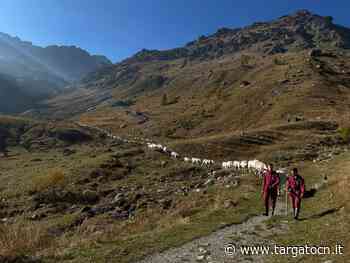 In montagna mancano acqua ed erba: un margaro su tre costretto ad anticipare il rientro dagli alpeggi - TargatoCn.it