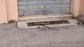 Stazione di Petacciato, erba ancora alta vicino alle case: avvistato un serpente - Primonumero