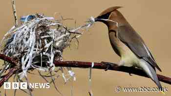 Plastic pollution: Birds all over the world are living in our rubbish