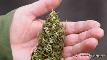 Doch keine Droge: Hanf auf Kartoffelfeld war Nutzpflanze - STERN.de