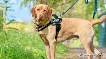 Siegen: Hund Balou hat viele Kunststückchen zu bieten - WP News