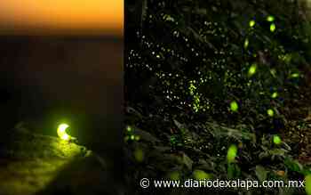 ¿Tienes plan para el viernes? Asiste al Festival de las Luciérnagas - Diario de Xalapa