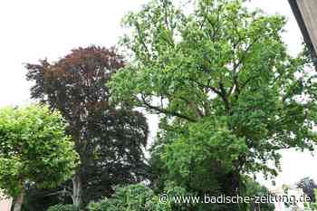 Die mächtige Stieleiche muss fallen, weil ein Pilz ihre Wurzeln zerstört - Kenzingen - badische-zeitung.de