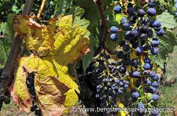 Auch Trauben in Heppenheim bekommen Sonnenbrand - Heppenheim - Nachrichten und Informationen - Bergsträßer Anzeiger