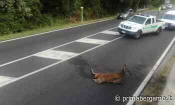 È stato abbattuto il cervo trovato ferito lungo la trafficata Lecco-Bergamo - Prima Bergamo