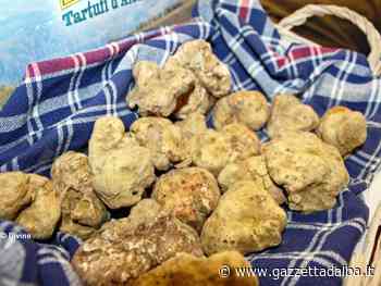 Alba si prepara per la 92ª Fiera internazionale del Tartufo bianco - http://gazzettadalba.it/