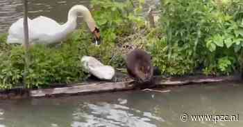 Geschrokken bever laat zich verjagen door boze zwaan - Provinciale Zeeuwse Courant