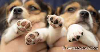 Lynchburg Humane Society receives 21 beagles rescued from Cumberland facility - Lynchburg News and Advance