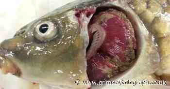 Government confirms outbreaks of dangerous fish disease in UK - Grimsby Live
