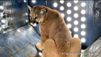 Cougar sighting on popular Ladysmith trail prompts warnings - Nanaimo News NOW