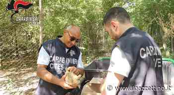 Mestre: la proprietaria muore, le sue 54 tartarughe vengono salvate dai carabinieri. «Frutto di numerosi accop - ilgazzettino.it