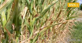 Mais vertrocknet auf den Feldern: Landwirten rund um Achern droht Totalausfall - BNN - Badische Neueste Nachrichten