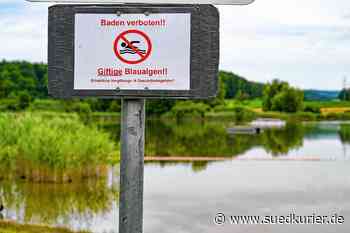 Radolfzell-Böhringen: Schon wieder zu viele Blaualgen! Ab 5. August gilt ein erneutes Badeverbot im Böhringer See - SÜDKURIER Online