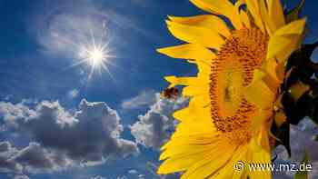 Hitzerekord lag in Zeitz bisher bei 38 Grad: In Zeitz unterwegs: Wo ist’s kühl, wo rinnt der Schweiß? - Mitteldeutsche Zeitung