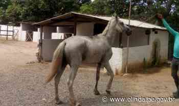 Olinda encaminha cavalos abandonados para doação - Prefeitura de Olinda (.gov)