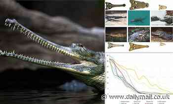 Loss of crocodiles and alligators 'would have devastating impact on other species' warn experts