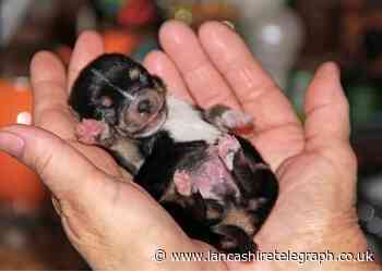 Animal abuse charity urges you to speak out for the exploited puppies who can't