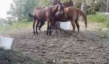 CAVALLO UCCISO E SBRANATO DAI LUPI IN UN ALLEVAMENTO DI SULMONA - ReteAbruzzo.com