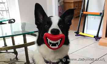 Is YOUR dog gifted? Clever pups are more PLAYFUL than typical pooches, study reveals