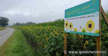 Zien! Een 12 kilometer lang lint van zonnebloemen langs akkers in Berkelland - De Gelderlander
